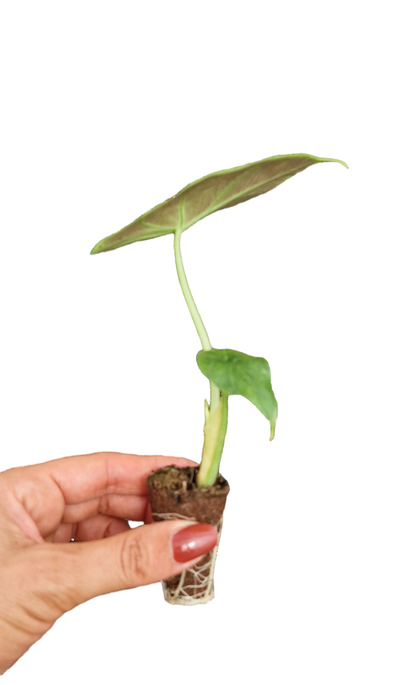 Alocasia Green Unicorn
