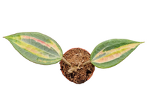 Hoya Latifolia Pot of Gold