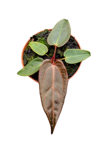 DocBlock Anthurium Dark & Handsome® '9' X Dark & Handsome® '9'