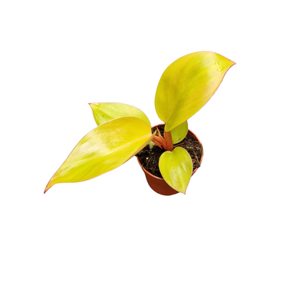 Philodendron Mars
