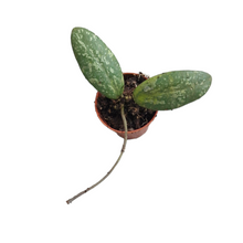 Hoya Sigillatis AH001 (round leaf)