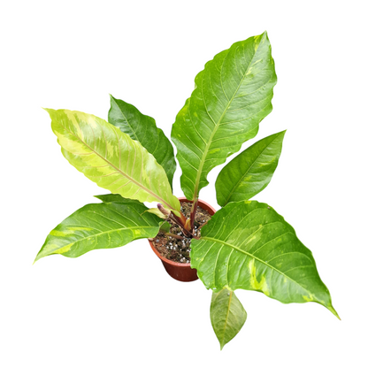 Anthurium Hookerii Variegata