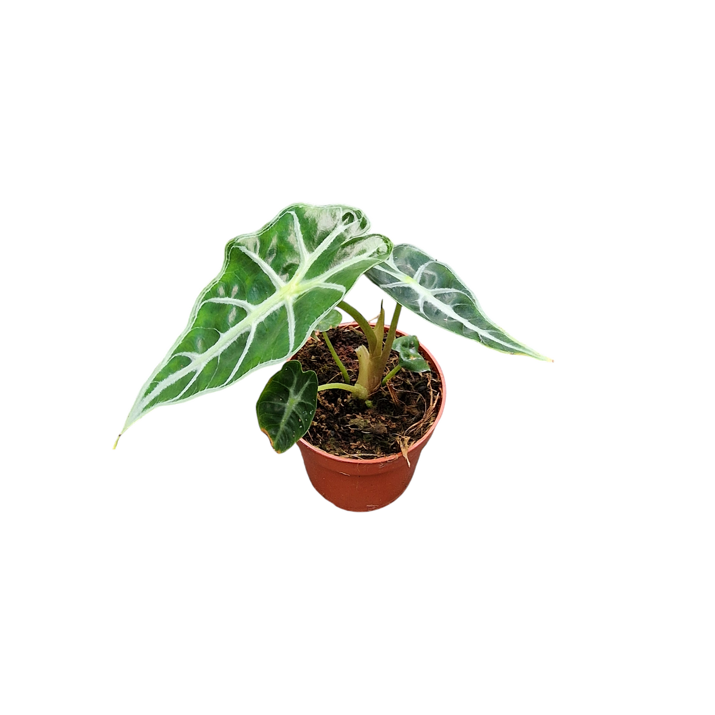 曼德勒海芋