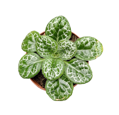 Streptocarpus Pretty Turtle