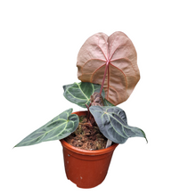 DocBlock Anthurium Zara® '29' X Red Velvet Cake® '24'