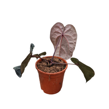 DocBlock Anthurium Michelle® Hot Pink '23' X Red Velvet Cake® '24'
