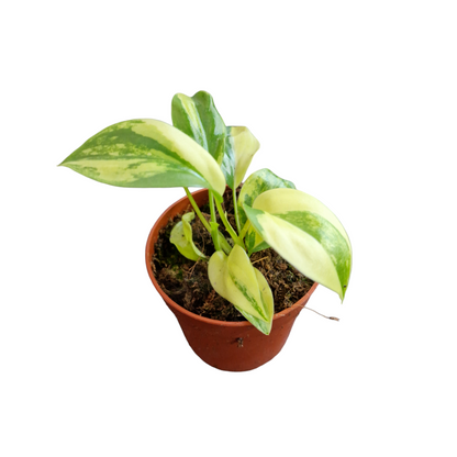 Philodendron Burle Marx Variegata