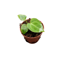 Anthurium Magnificum