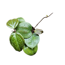 Hoya Sarawak Cream