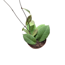 Hoya sp. Sabah