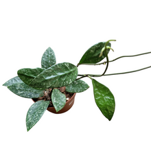 Hoya Rundumensis Splash