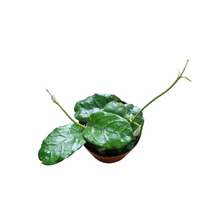 Hoya Villosa