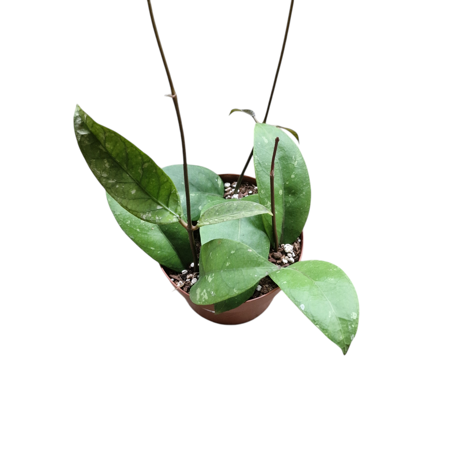 Hoya sp. Aceh