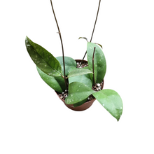 Hoya sp. Aceh