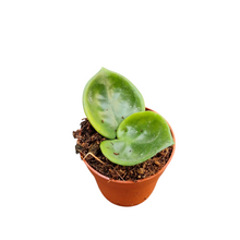 Hoya Carnosa Chelsea