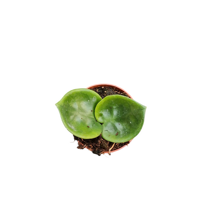 Hoya Carnosa Chelsea