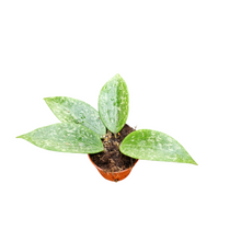 Hoya Rangsan