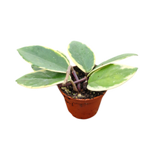 Hoya Carnosa Flamingo Dream