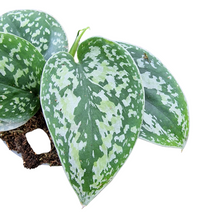 Scindapsus Tricolor Silver Platinum