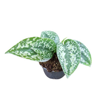 Scindapsus Tricolor Silver Platinum