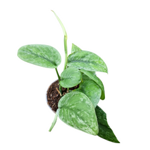 Scindapsus sp. Kalimantan Green