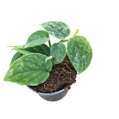Scindapsus sp. Borneo