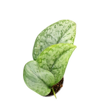 Scindapsus Silver Splash