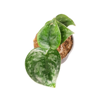 Scindapsus Silver Platinum