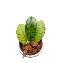 Hoya Callistophylla Vena