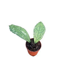 Hoya Clemensiorum Splash