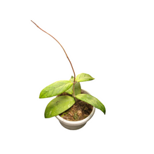 Hoya sp. Gayo