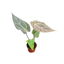 DocBlock Anthurium Dark & Handsome® '9' X Zara® '33'