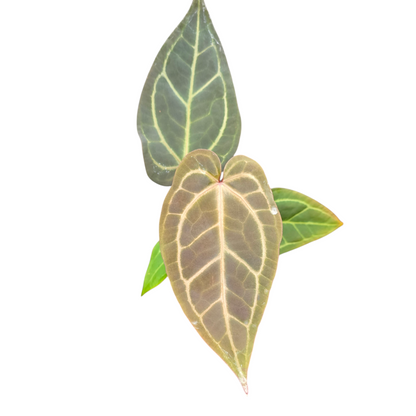 DocBlock Anthurium Dark & Handsome® '9' X Zara® '33'