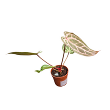 DocBlock Anthurium Michelle® '10' X Minerva® '20'