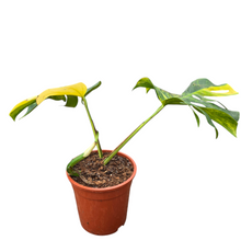 Monstera Deliciosa Aurea Variegata