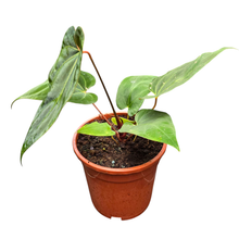 Anthurium papillilaminum x Bessae aff.