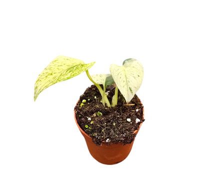 Monstera Mint