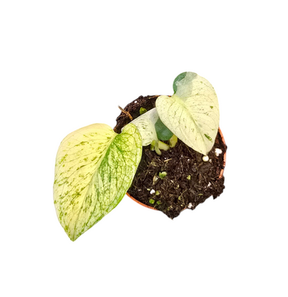 Monstera Mint