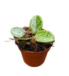 Hoya Mathilde Splash