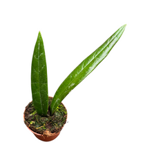 Hoya Sulawesiana