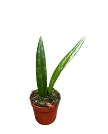 Hoya Sulawesiana
