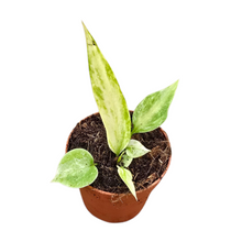 Anthurium Vittarifolium Variegata