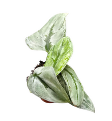 Scindapsus sp. Kalimantan