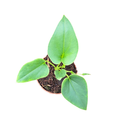Anthurium Brownii