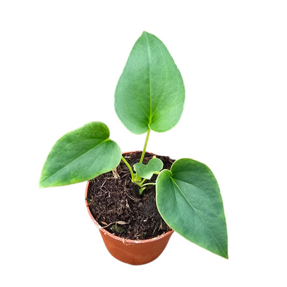 Anthurium Brownii