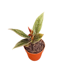 Piper sp. Sumatra