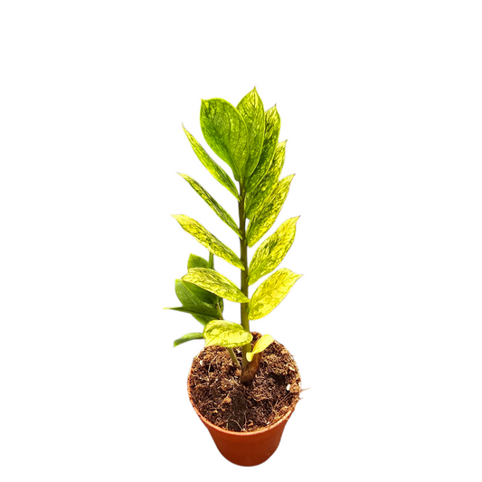 Zamioculcas Chameleon