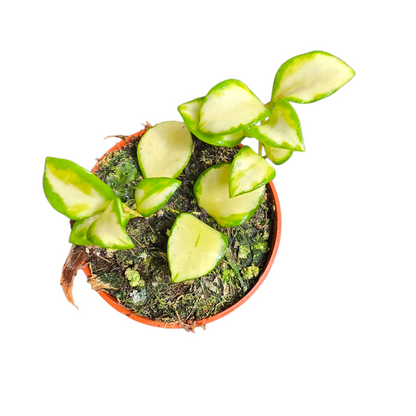 Hoya Heuschkeliana Variegata