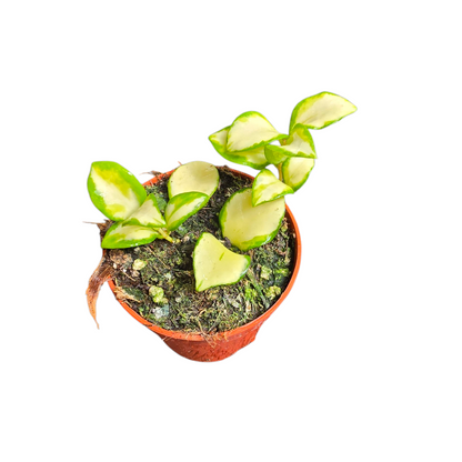 Hoya Heuschkeliana Variegata