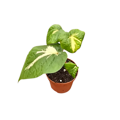 Piper sp. Inner Variegata